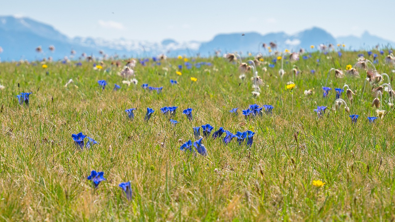 alpine meadow wildflowers and candle