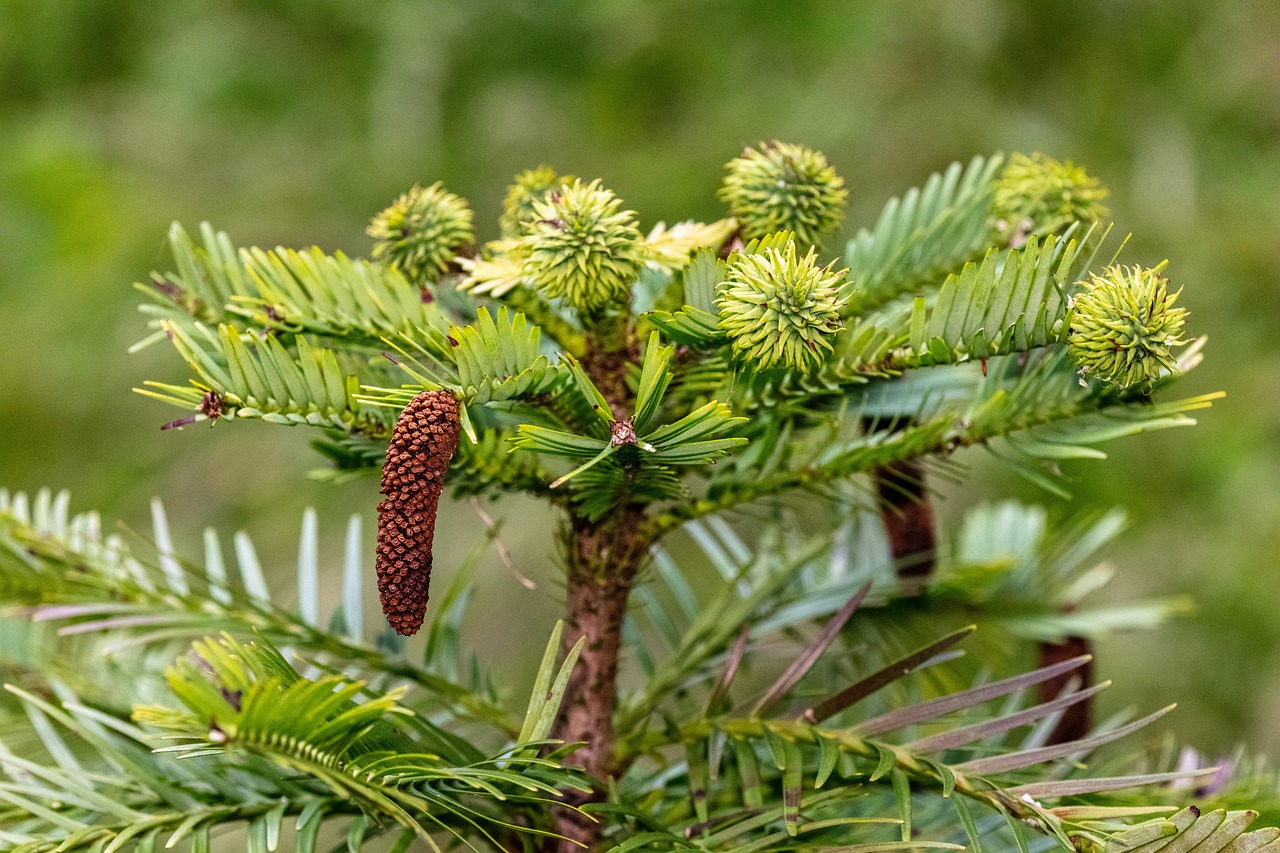 Douglas fir branches and needles